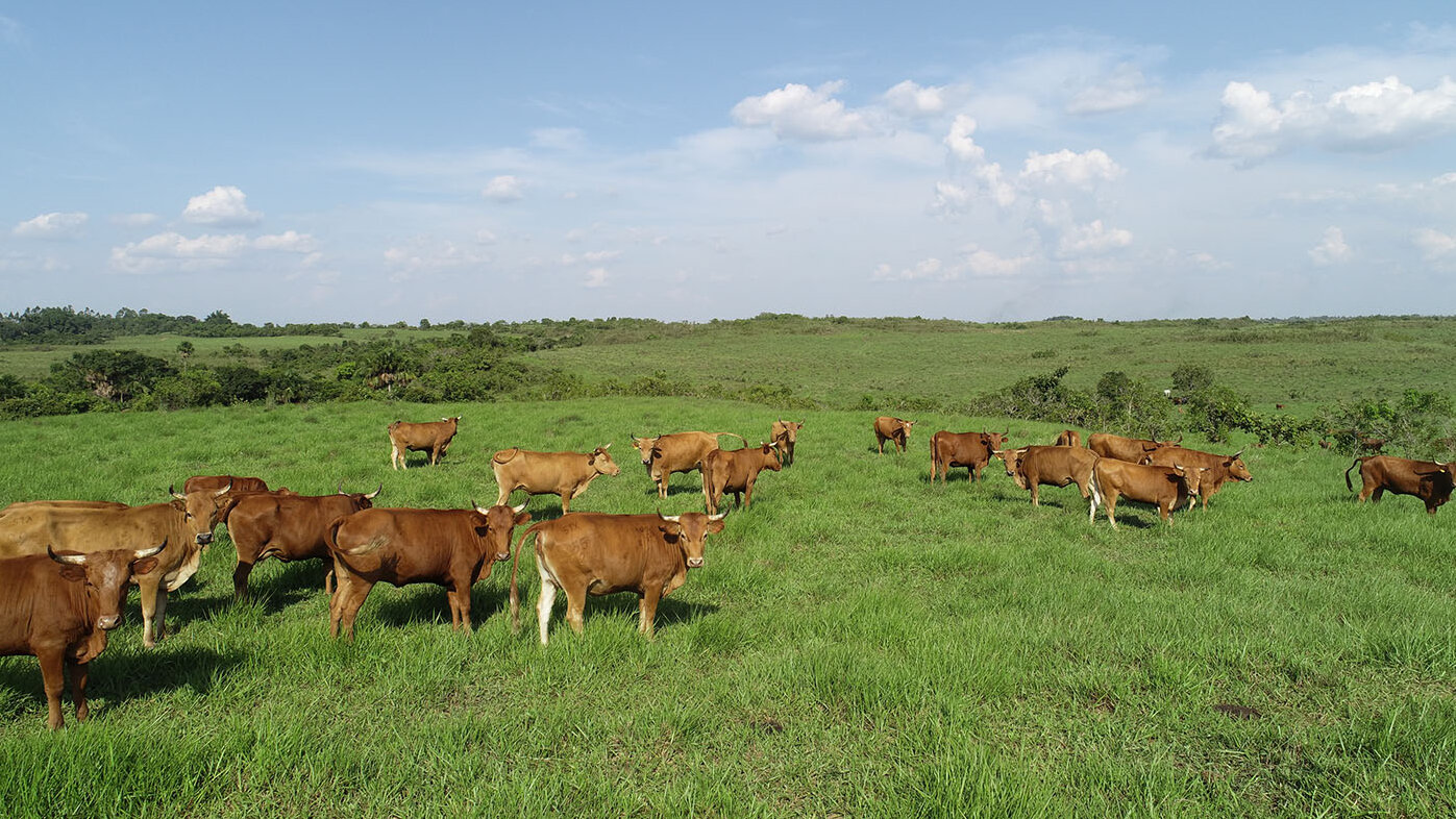 En Colombia la ganadería emite el 14,7 % de los gases de efecto invernadero. Fotos: Raúl Alejandro Díaz, magíster en Producción Animal, UNAL Sede Bogotá.