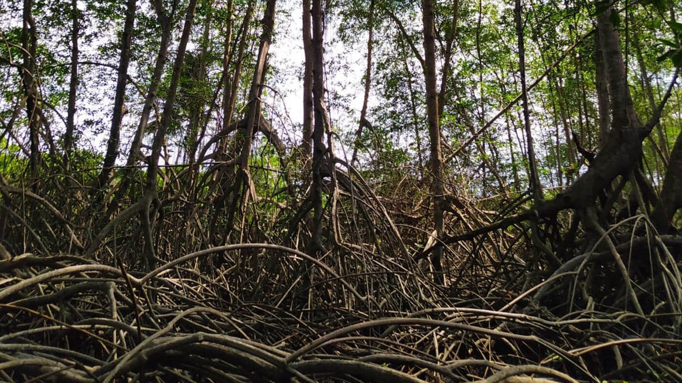 Mediante un estudio se estimó la biomasa viva y el carbono almacenado en los bosques de manglar del Pacífico colombiano. Fotos: Laura Lozano, candidata a magíster en Ingeniería Ambiental, UNAL Sede Palmira.