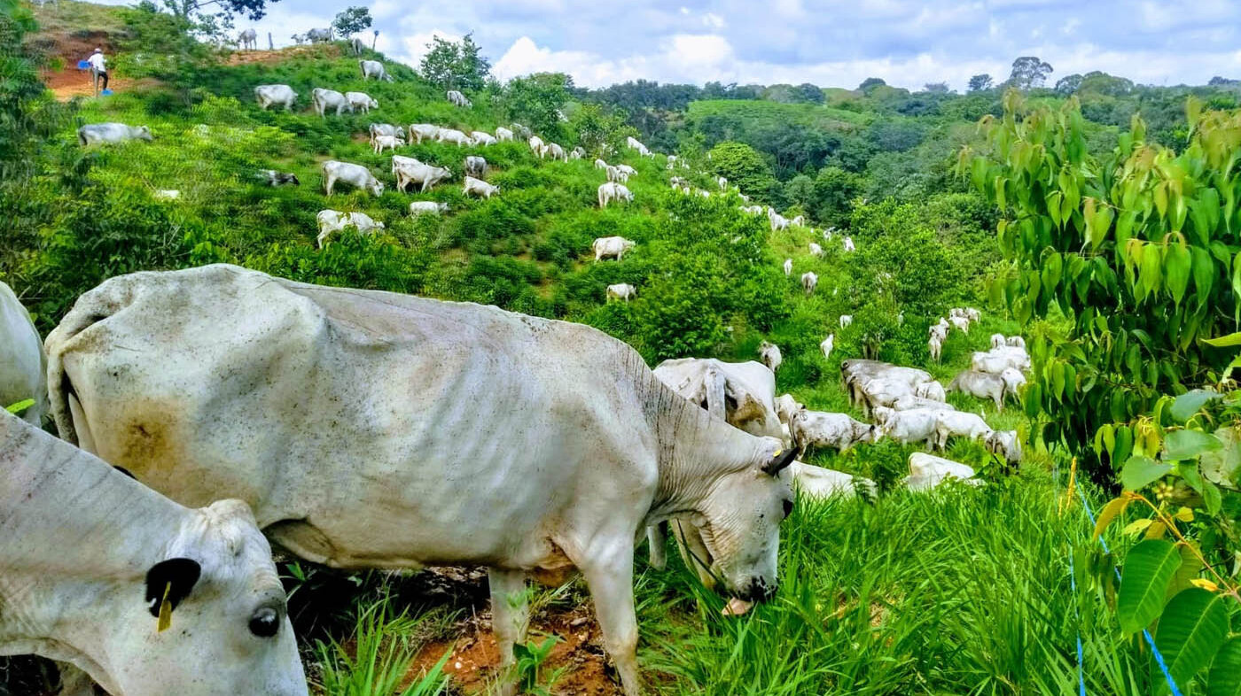 En los bovinos BON los machos son los más pesados, no solo al nacer sino también en todas las edades. Fotos: Marisol Londoñoo Gil, magíster en Ciencias Agrarias de la UNAL. 