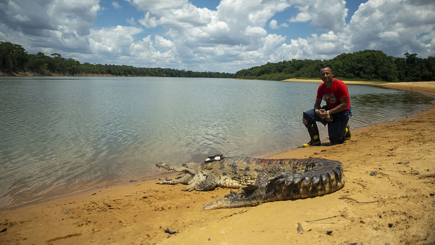 Los 14 cocodrilos se liberaron en el río Tomo, del Parque Nacional Natural El Tuparro. Fotos: Televisión UNAL. 