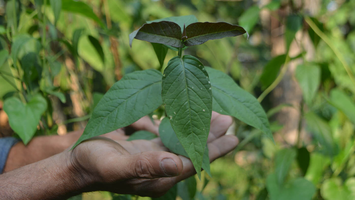 Antibiótico (J. colorifera) se usa para tratar heridas y fiebre con sus hojas y extracto de té. Fotos: Yineth Arango, Unimemdios Sede Orinoquia. 