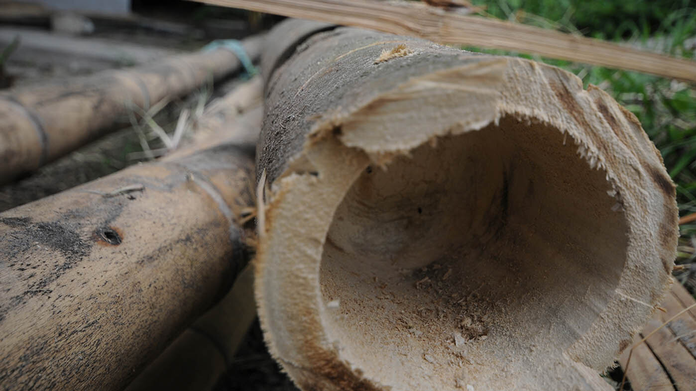 El bambú andino es un material vegetal constructivo sostenible que se puede cultivar a los tres años, o alcanzar una etapa madura. Fotos: Óscar Laverde Robayo, Unimedios Manizales.