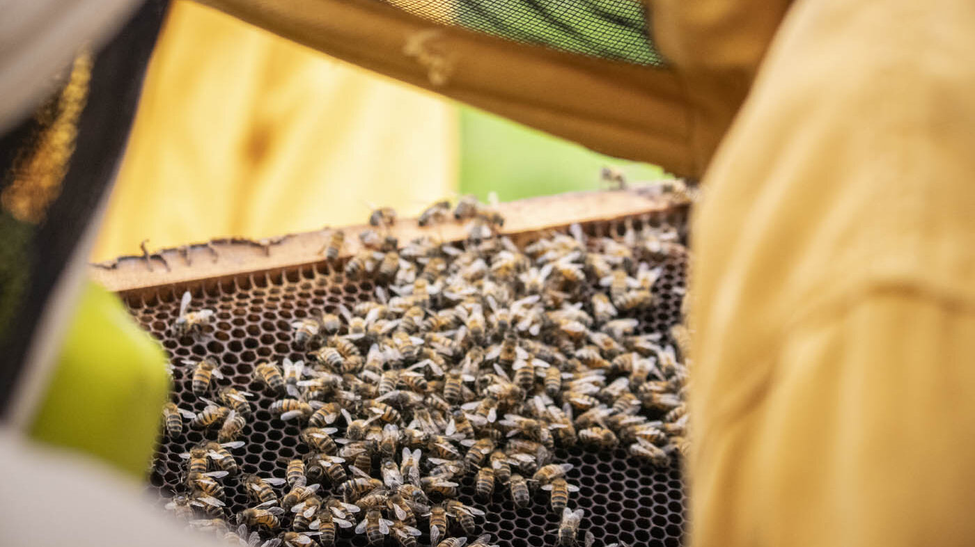 El curso técnico de apicultura de la UNAL brindará las herramientas necesarias para iniciarse en la producción de abejas Apis mellifera. Fotos: Nicol Torres, Unimedios.