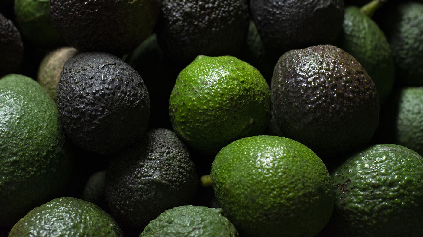 El aguacate Hass es una de las frutas de mayor producción y exportación en Colombia. Foto: archivo Unimedios.