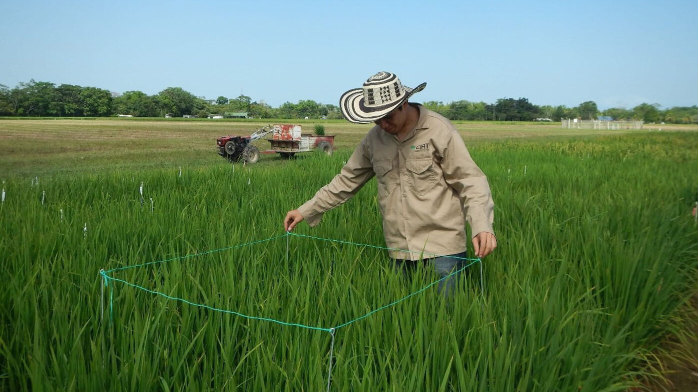 El arroz es la principal fuente de ingresos para millones de familias en el mundo. Fotos: Jeferson Rodríguez Espinoza, magíster en Ciencias Agrarias, UNAL Sede Palmira.