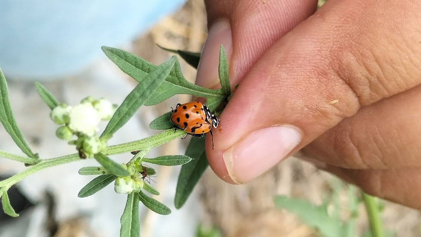 Estudios confirman efectividad de insectos para controlar plagas en cultivos de ají y fríjol. Foto: María Manzano, Grupo de Investigación Interacciones Tritróficas de la UNAL Sede Palmira.