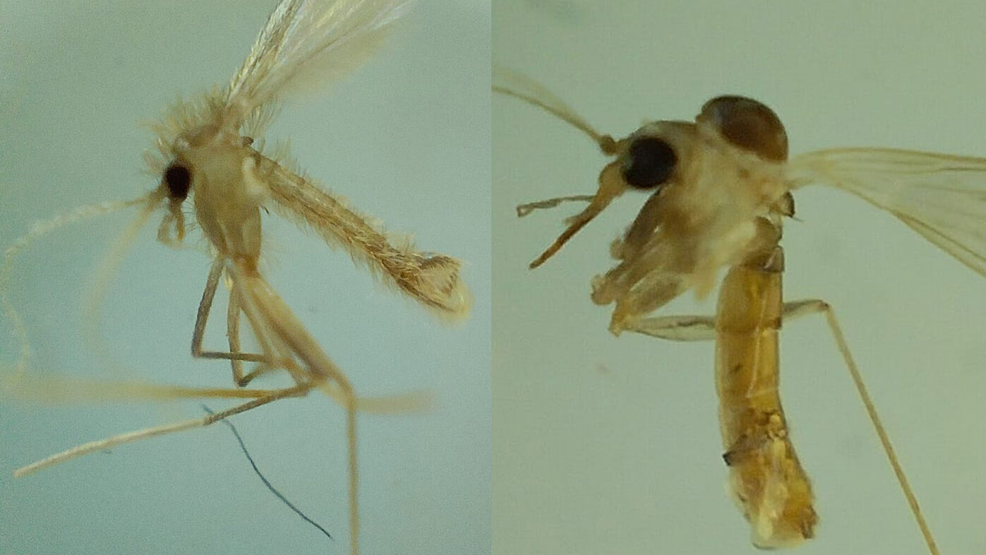 En su ciclo de vida estos insectos atraviesan por 4 estadios: huevo, larva, pupa y adulto. Fotos: Katerine Caviedes Triana, estudiante de la Maestría en Ciencias – Biotecnología de la UNAL Sede Medellín.