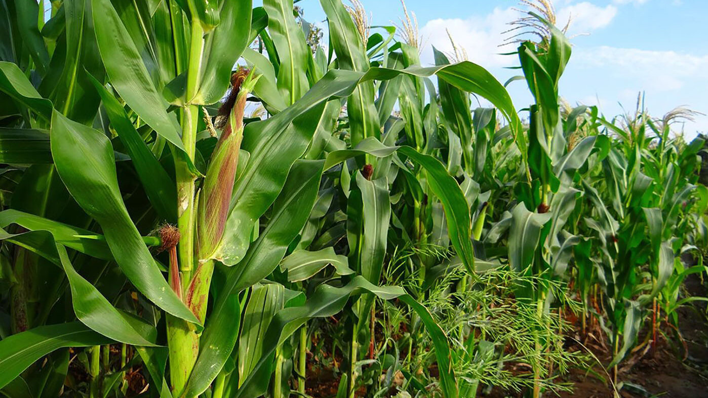 Cultivos de maíz en Colombia. Fotos: archivo Unimedios.