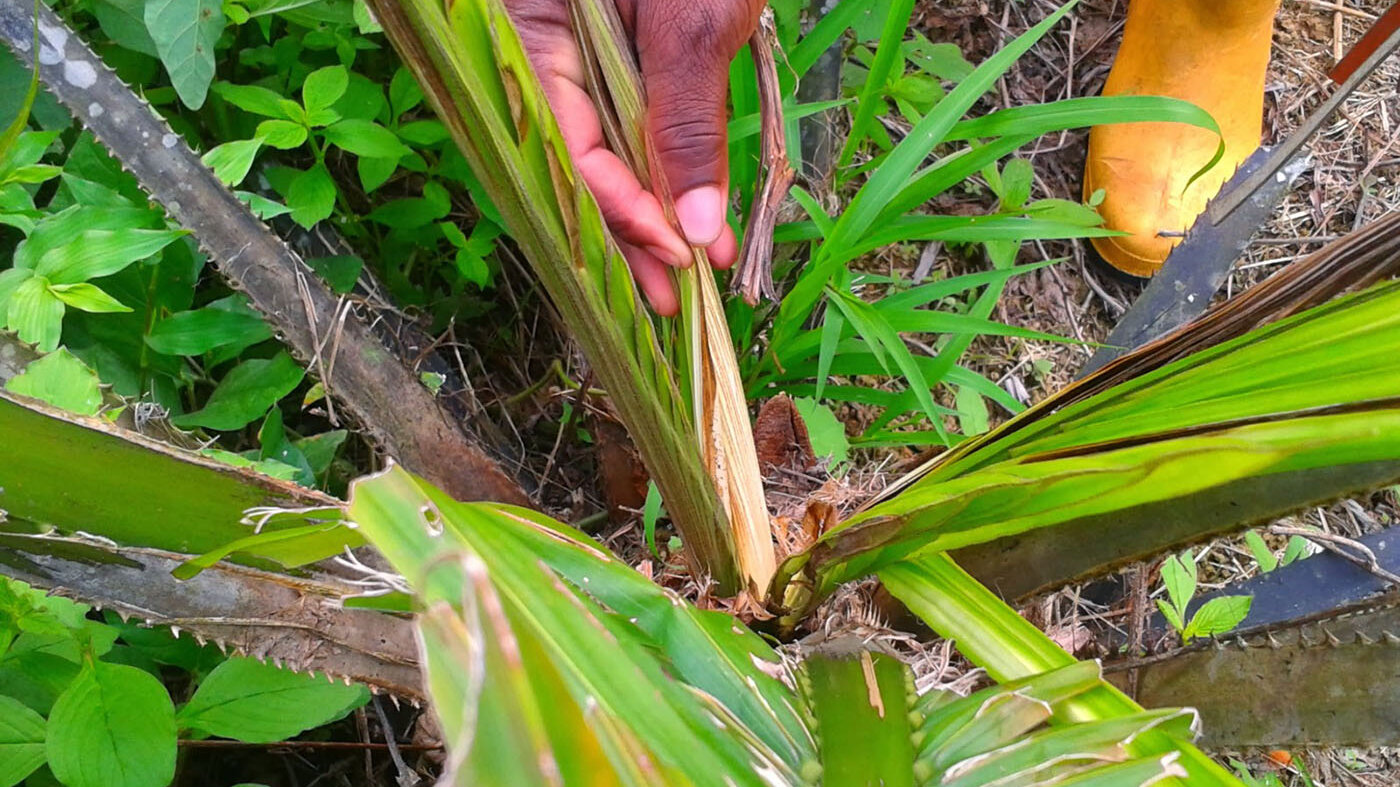 La pudrición del cogollo en la palma de aceite es una enfermedad que degrada los tejidos y afecta toda la planta. Foto: Carlos Mauricio Rivera Lozano, magíster en Ciencias Agrarias de la UNAL.