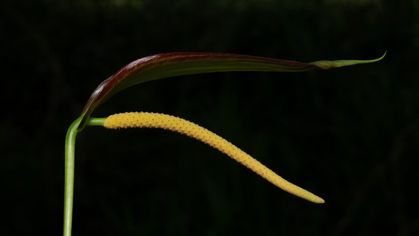 Las aráceas son una de las familias de plantas más abundante en el país. Fotos: Alejandro Tobos Jiménez, biólogo de la UNAL.