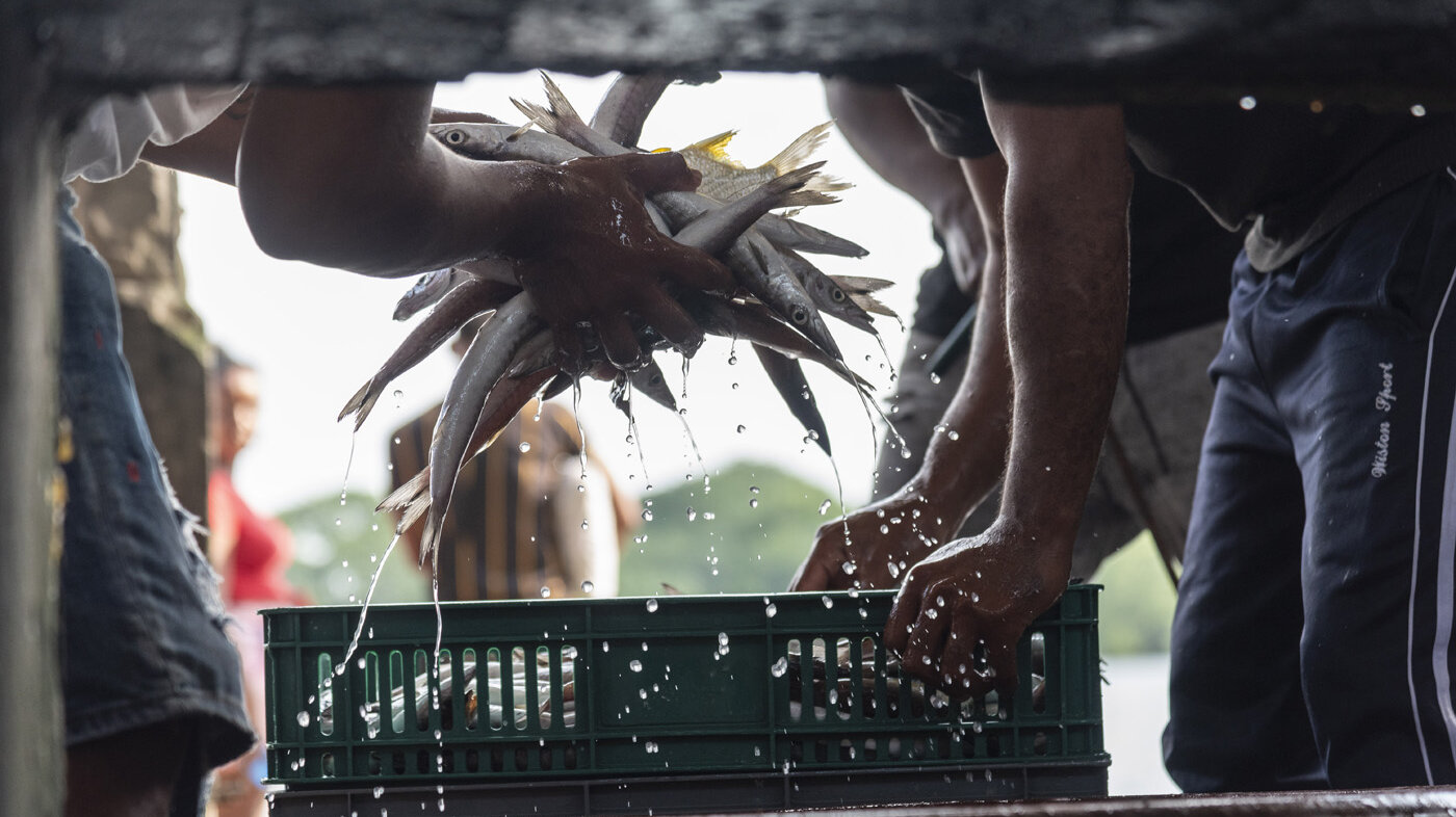 En Tumaco peces comerciales como la corvina enfrentan riesgo por microplásticos. Foto: Econacua, UNAL Sede Palmira.