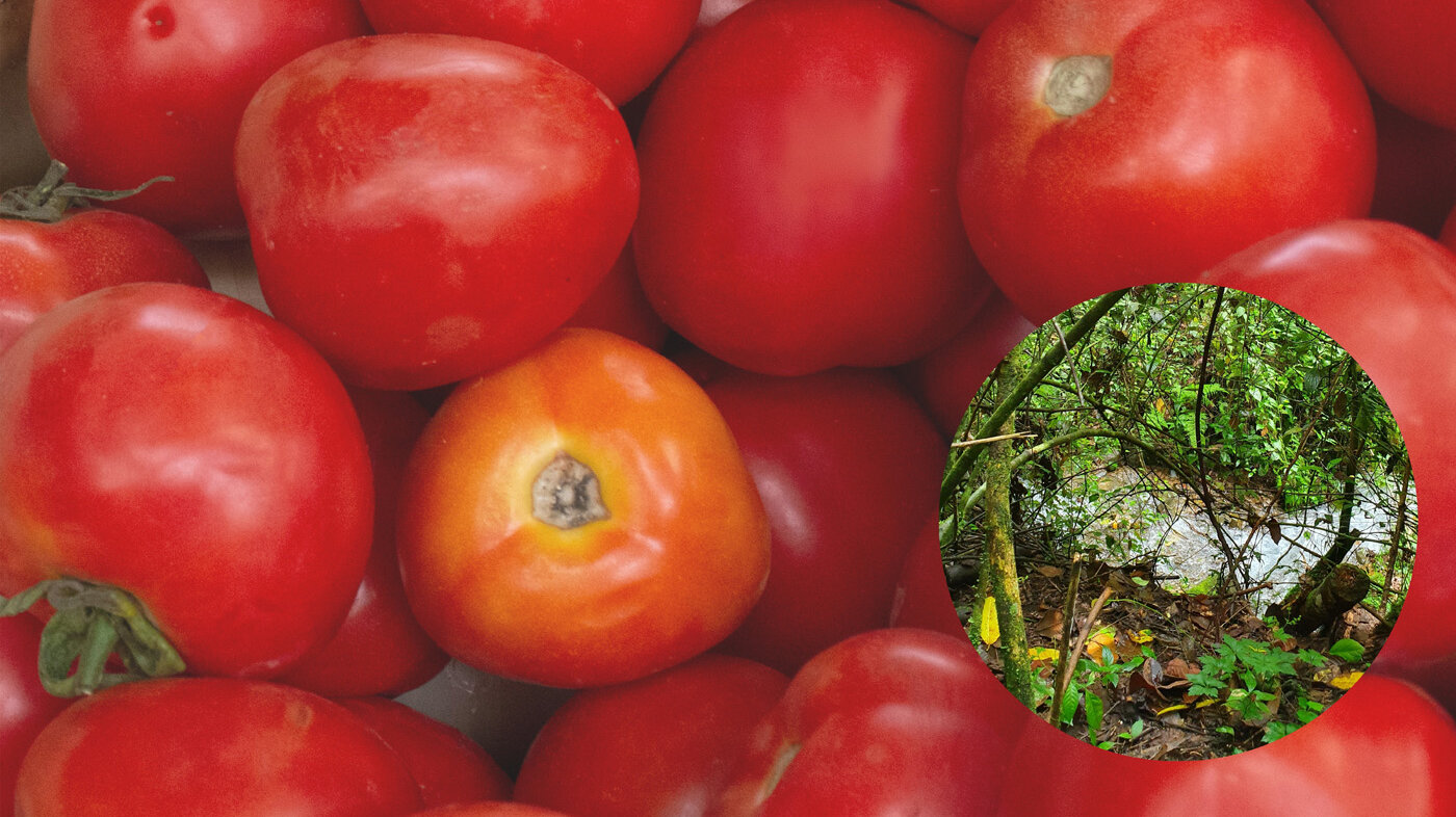 En la zona boscosa de Calima (Valle del Cauca) habitan bacterias con potencial para hacer control biológico de plagas. Fotos: Arturo Gutiérrez, magíster en Ciencias Agrarias de la UNAL Sede Palmira.