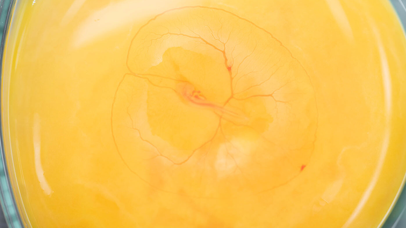 Embrión de pollo con tres días de evolución. Fotos: Nicol Torres - Unimedios.