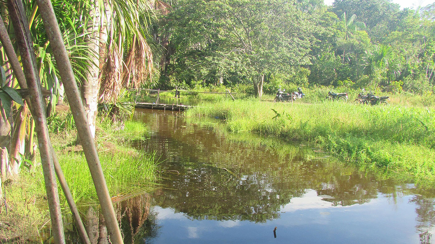 Los cananguchales están conformados por extensas áreas de una palma alta conocida como canangucha, una de las más importantes de América tropical, que cubre extensas áreas de los ríos Amazonas y Orinoco. Foto: Laboratorio de Limnología, UNAL Sede Amazonia.