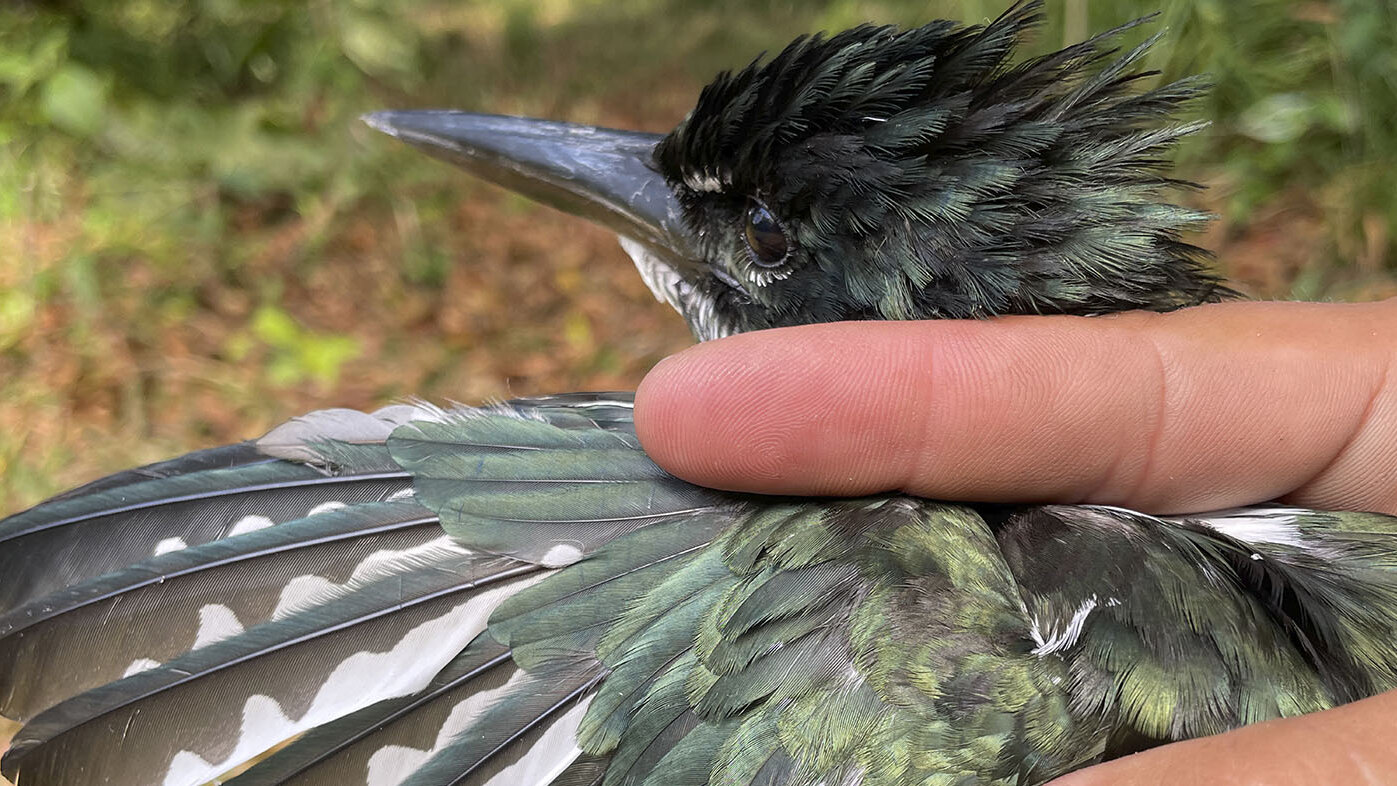 En las aves migratorias del país se han encontrado cantidades de mercurio alarmantes. Foto: Sebastián Tabares Segovia, Semillero Ecotoxicología Medioambiente y Sociedad de la UNAL.