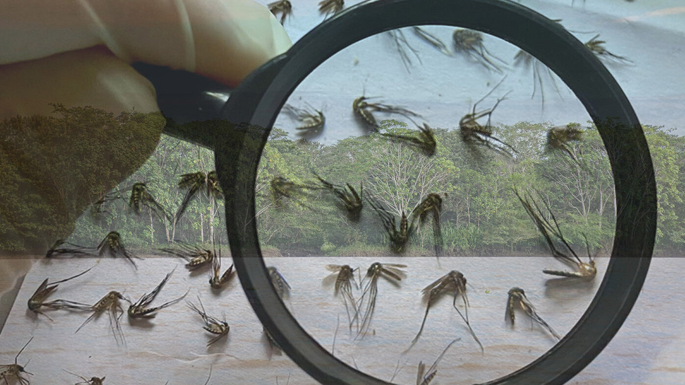 Los vectores, o insectos que transmiten enfermedades tropicales como la fiebre amarilla, se analizan en los laboratorios de la UNAL. Foto: Juan Pablo Márquez, estudiante de la UNAL Sede de La Paz.