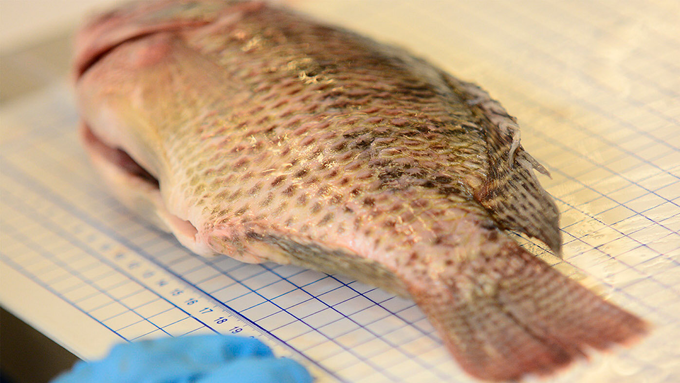 Encuentran las zonas en las que el organismo de la tilapia roja se defiende más de una peligrosa bacteria. Foto: archivo Unimedios.