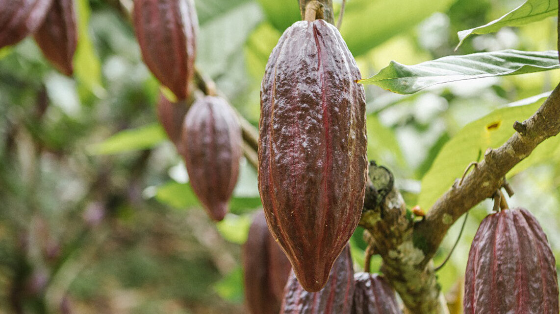 Santander es uno de los departamentos con mayor producción de cacao del país. Foto: Ministerio de Agricultura de Colombia.