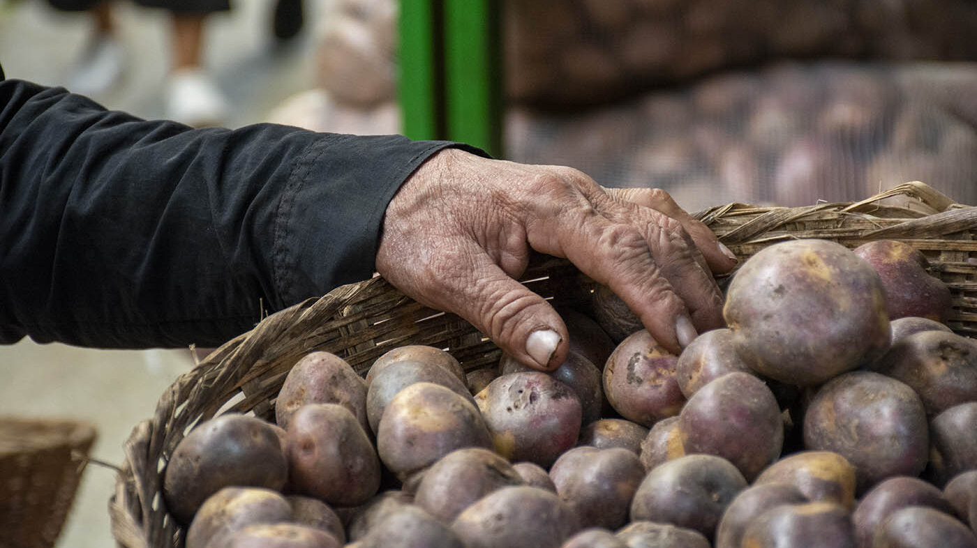 Los residuos de papa se pueden aprovechar para producir combustibles más limpios. Foto: Brandon Pinto - Unimedios