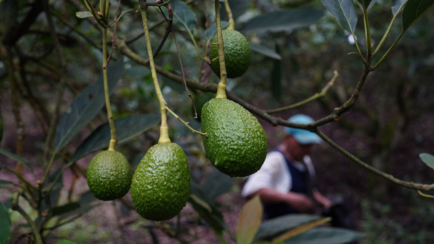 En Colombia solo el 15 % de los agricultores utilizan nuevas tecnologías para optimizar su producción. Foto: Alexis Múnera / Anadolu Agency vía AFP.