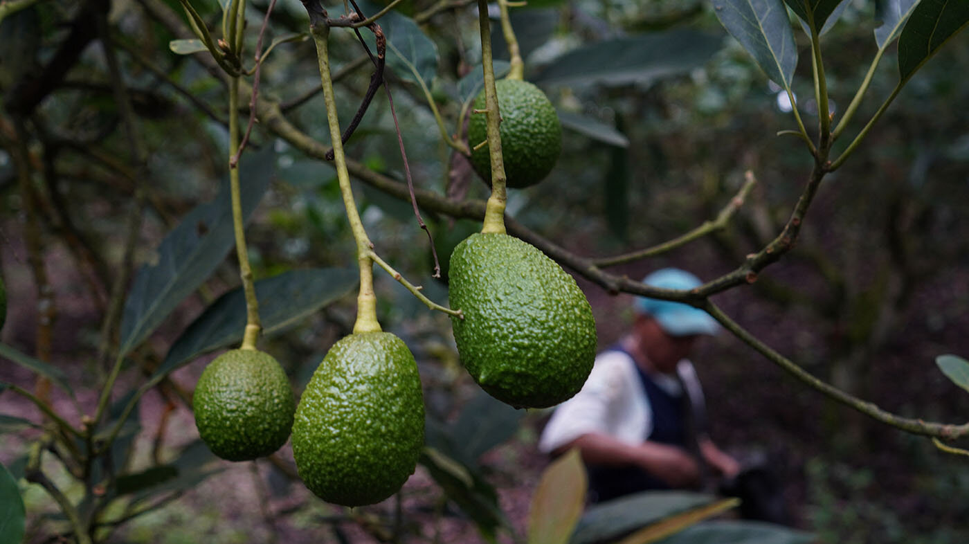 In Colombia, only 15% of farmers use new technologies to optimize their crop production. Photo: Alexis Múnera / Anadolu Agency via AFP.