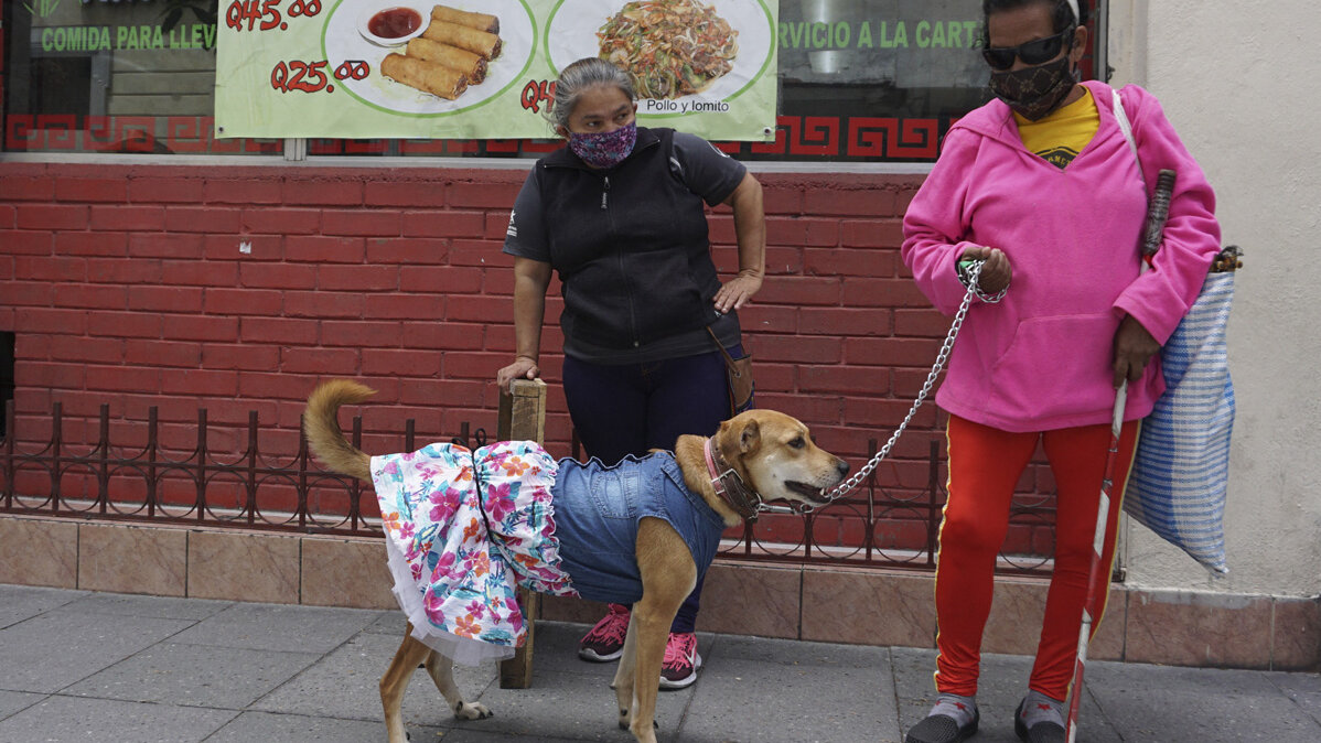 Tener mascotas les ayudaría a los adultos mayores a regular enfermedades cardiovasculares. Johan ORDONEZ / AFP