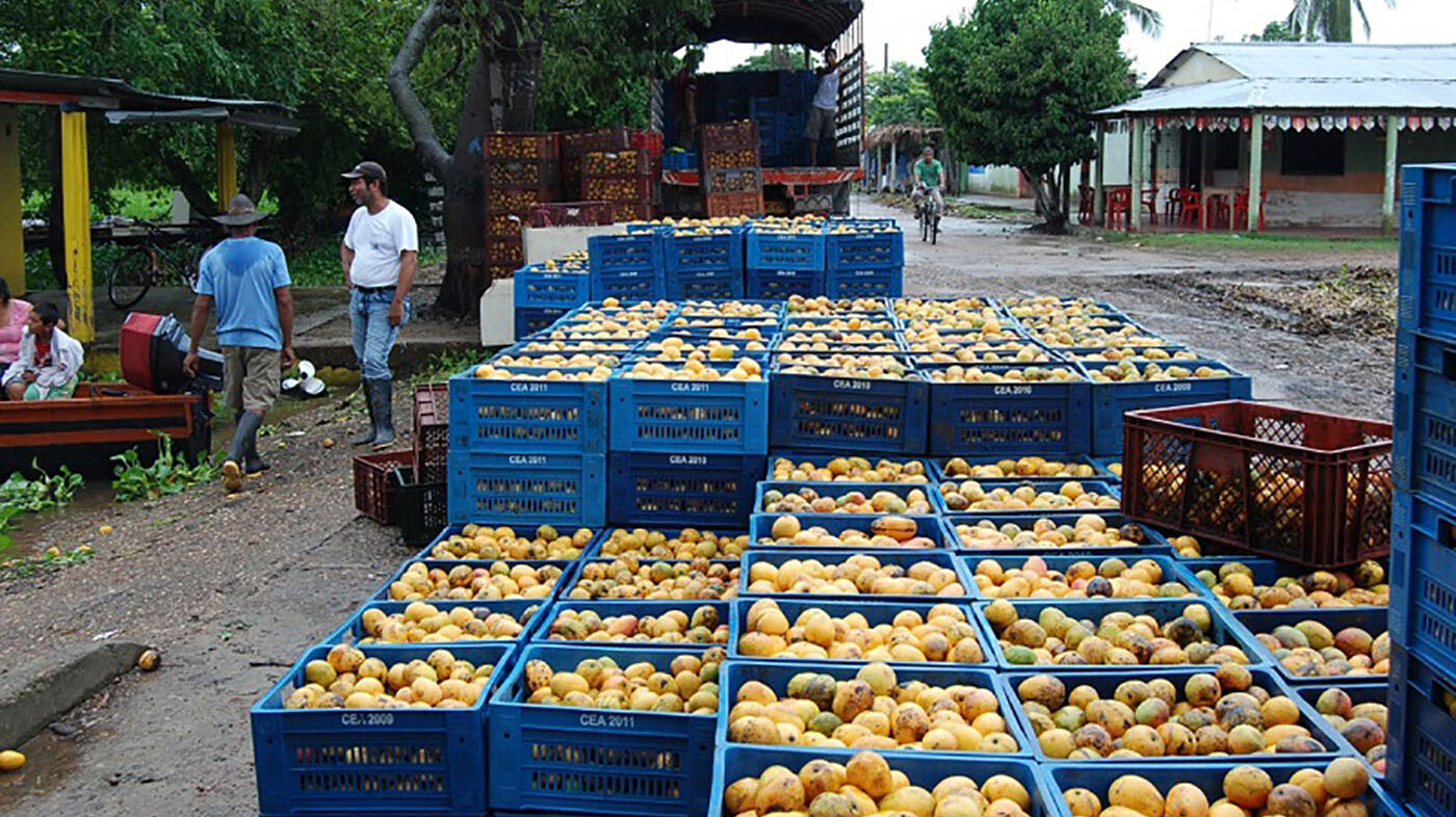 En 16 de los 25 municipios cesarenses hay una importante producción de mango. Foto: Comunicaciones UNAL Sede de La Paz.