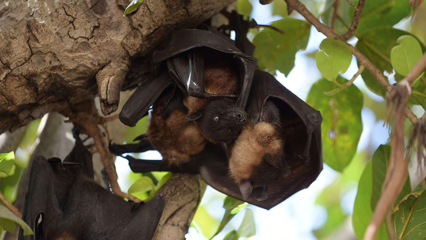 La investigación mostró que el municipio de San José del Guaviare tiene una alta diversidad en murciélagos, roedores y primates. Foto: JOAQUIN SARMIENTO / AFP