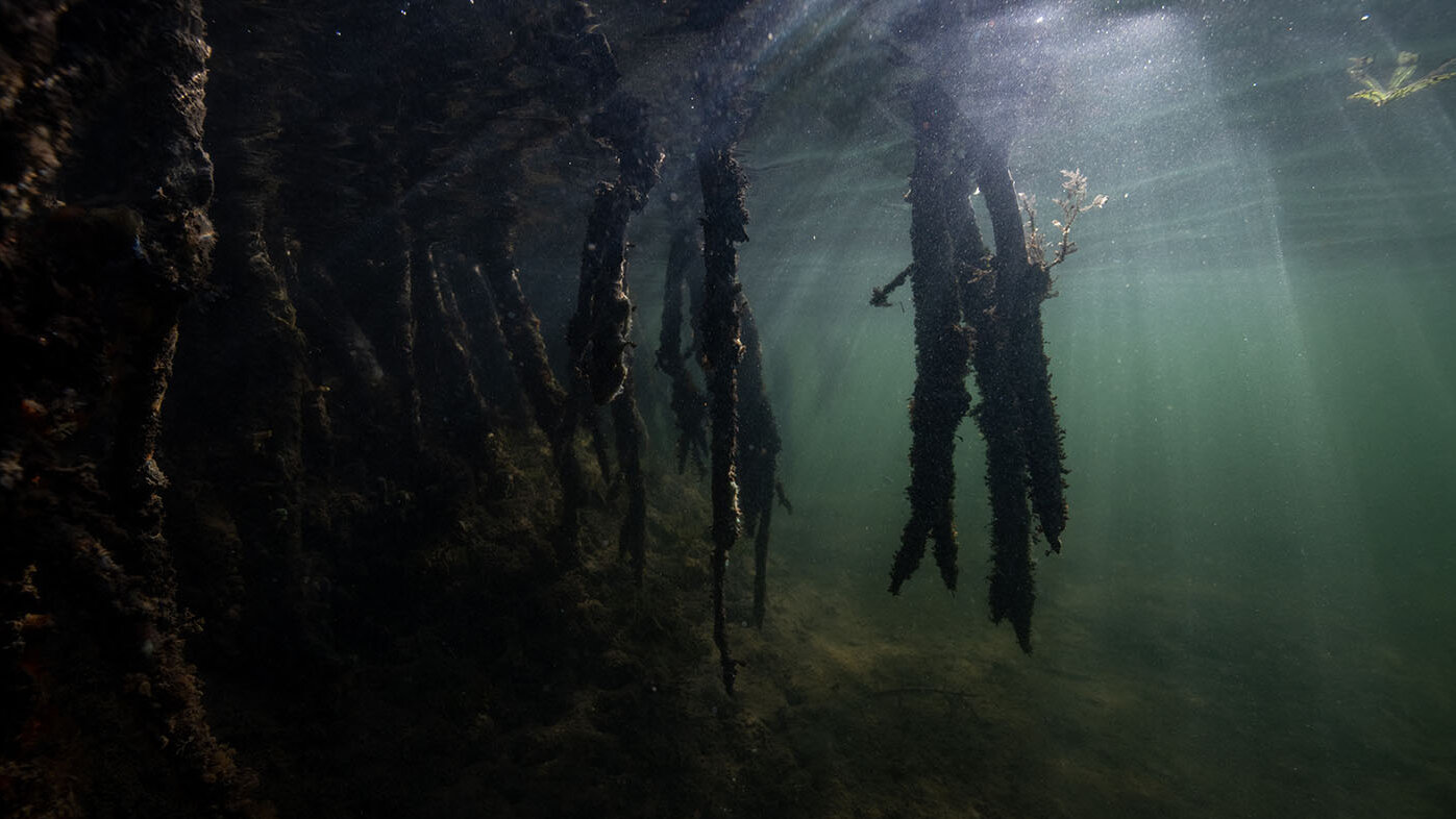 En los manglares, las condiciones de bajo oxígeno en el suelo debajo del agua pueden retener el carbono desde siglos hasta milenios. Foto: Olivier MORIN / AFP