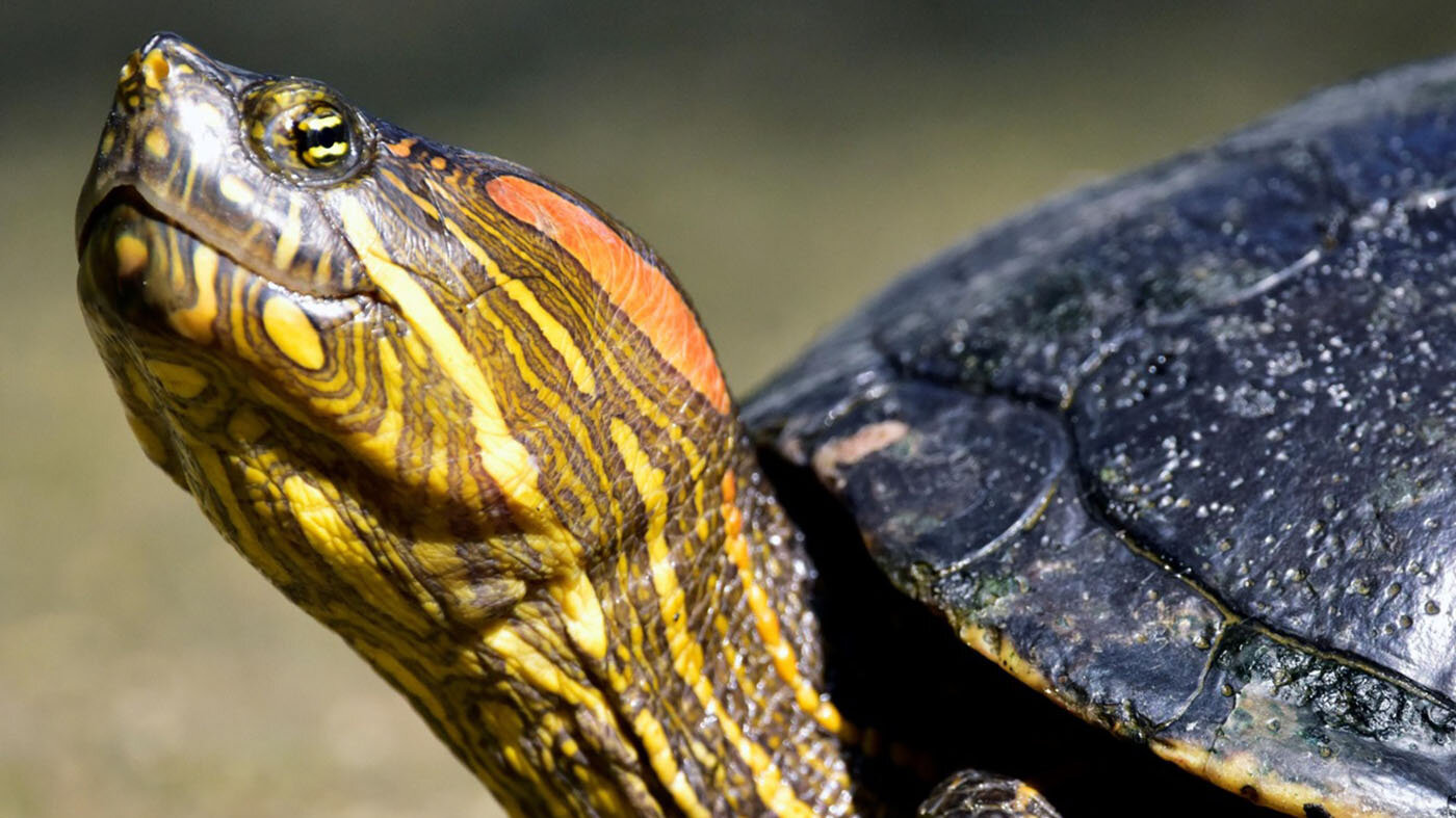 La tortuga hicotea enfrenta graves riesgos en el país; determinar su diversidad genética sería el primer paso para ayudar a su conservación. Foto: María Camila Balcero Deaquiz, magíster en Biología de la UNAL. 