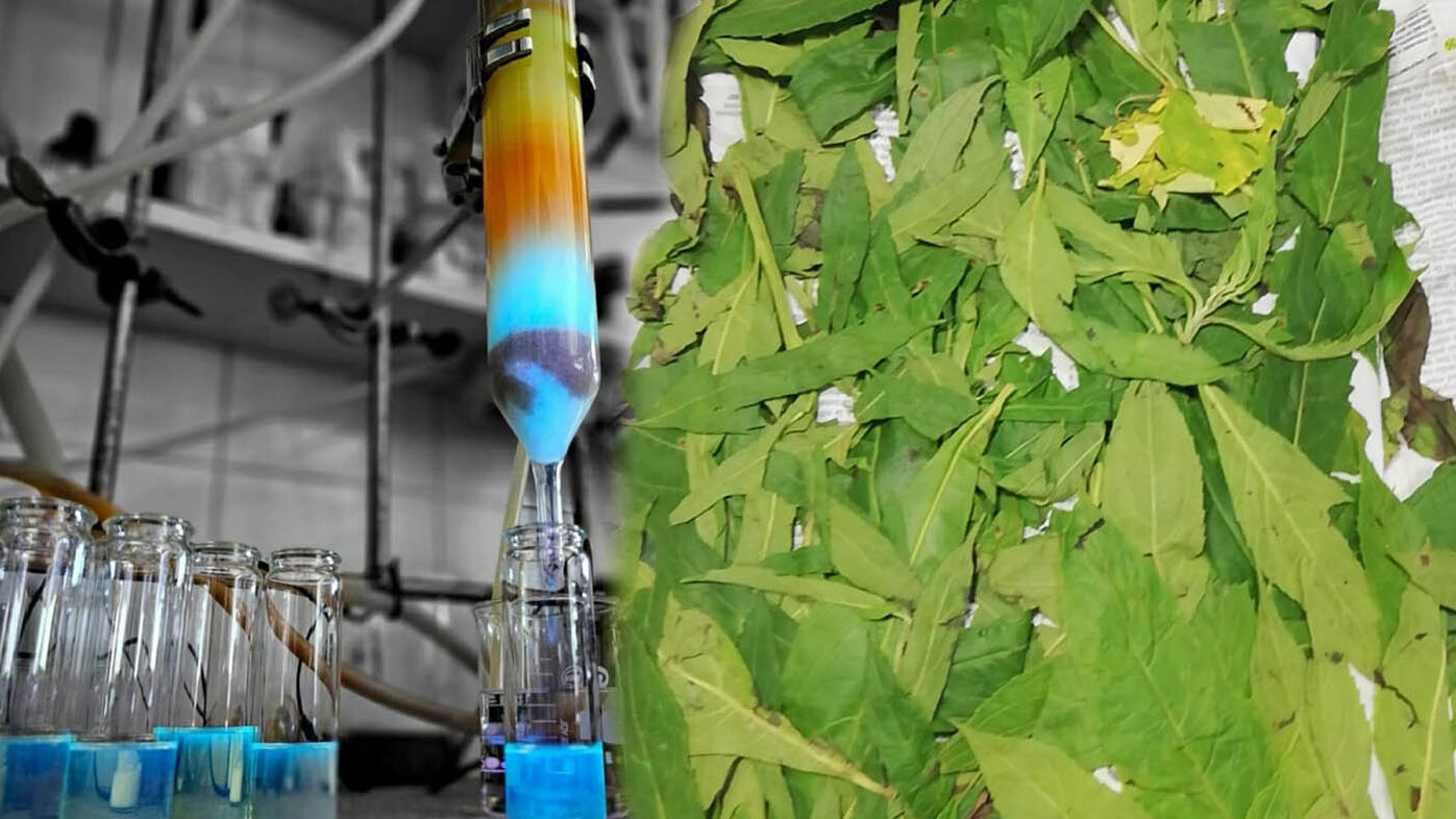 En el venadillo, planta tradicional del Chocó, se encontraron compuestos activos capaces de enfrentar problemas de diabetes y obesidad. Foto: Yohum Steven Lozada Díaz, magíster en Química de la UNAL.