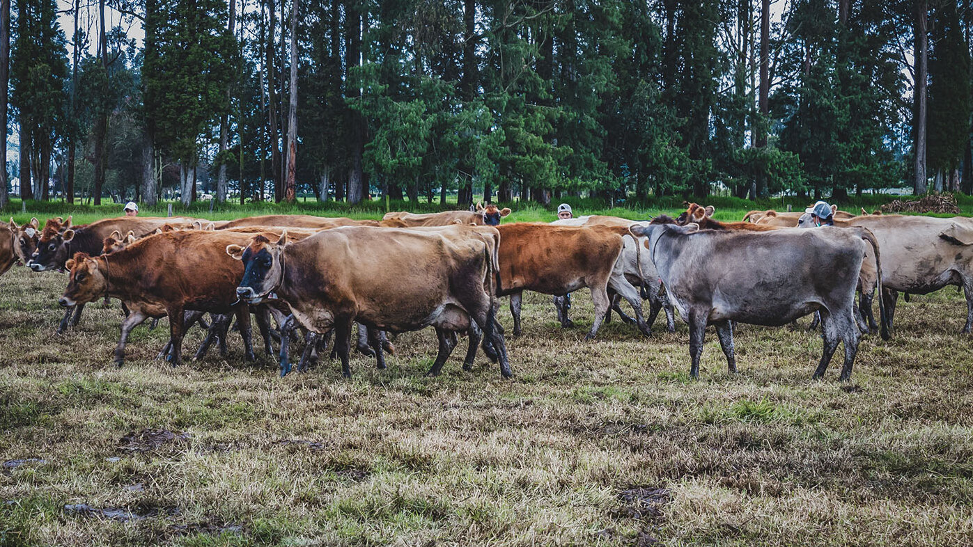 Investigadores colombianos e italianos sugieren que aumentar la productividad ganadera reduce la huella ambiental. Foto: Nicol Torres, Unimedios.