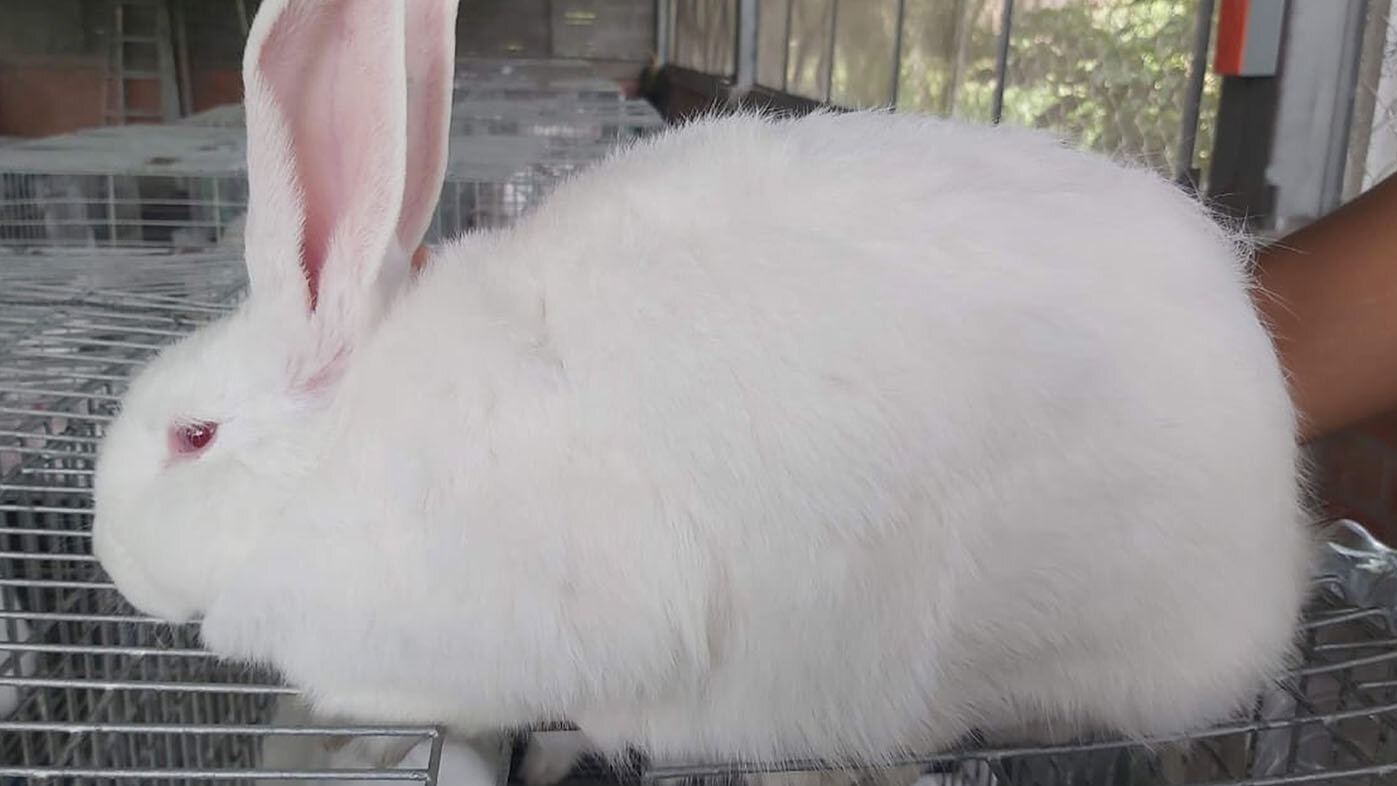 El estudio se hizo con conejas de la raza Nueva Zelanda. Fotos: Javier Cuatindoy, zootecnista, estudiante de la Maestría en Ciencias Biológicas UNA Sede Palmira.