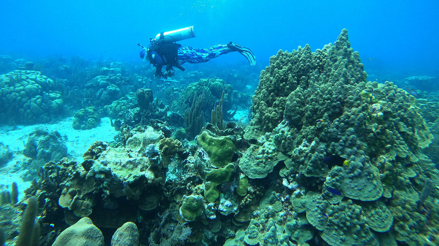 Colonias sanas y de gran tamaño del coral estrella montañoso (Orbicella faveolata). Foto: Julián Prato, estudiante del Doctorado en Biología Marina en la UNAL Sede Caribe.
