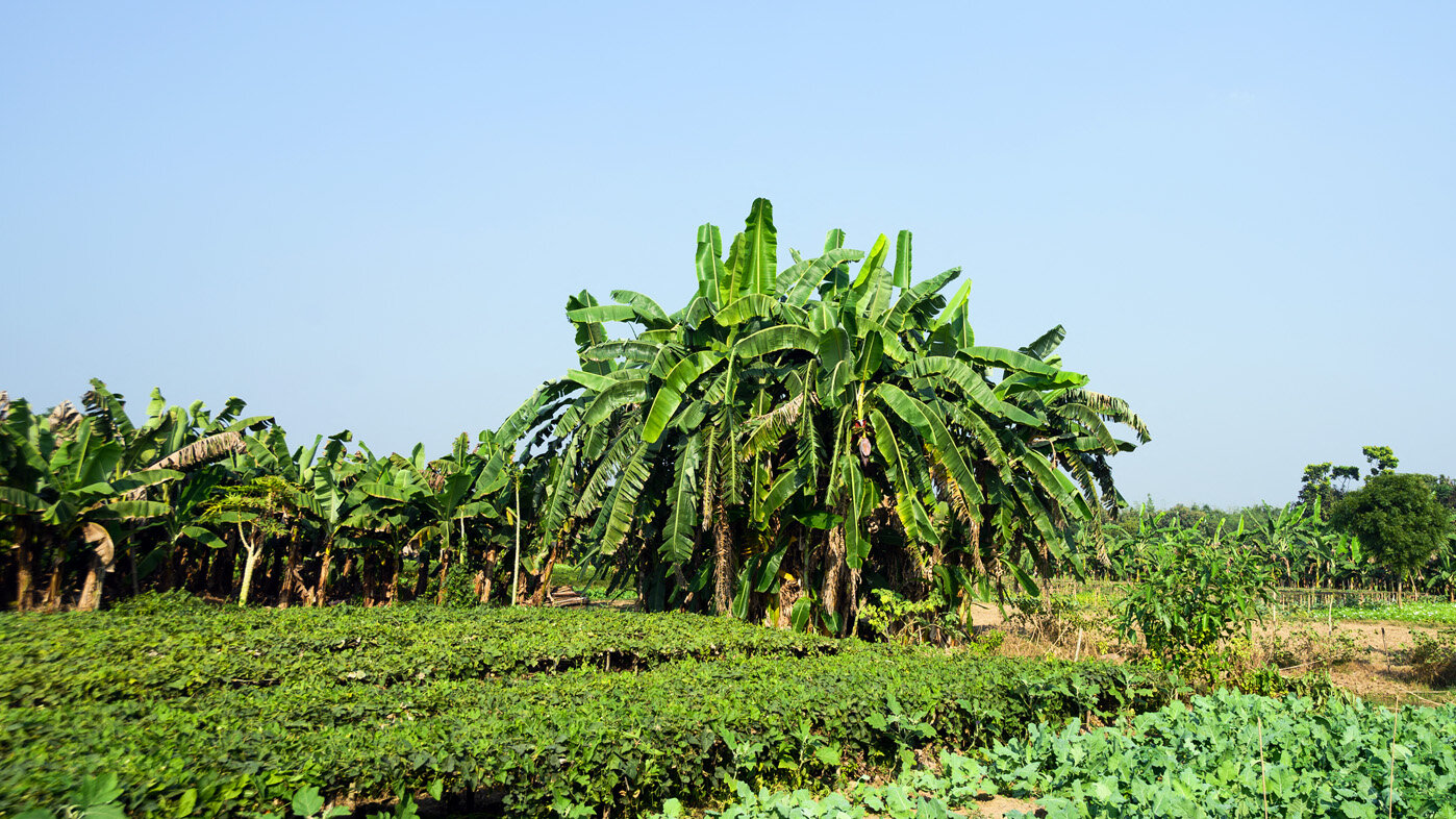 Monocultivo de plátano en la región de Manabí (Ecuador), una de las fincas estudiadas. Foto: SOUMYABRATA ROYNurPhotoNurPhoto via AFP