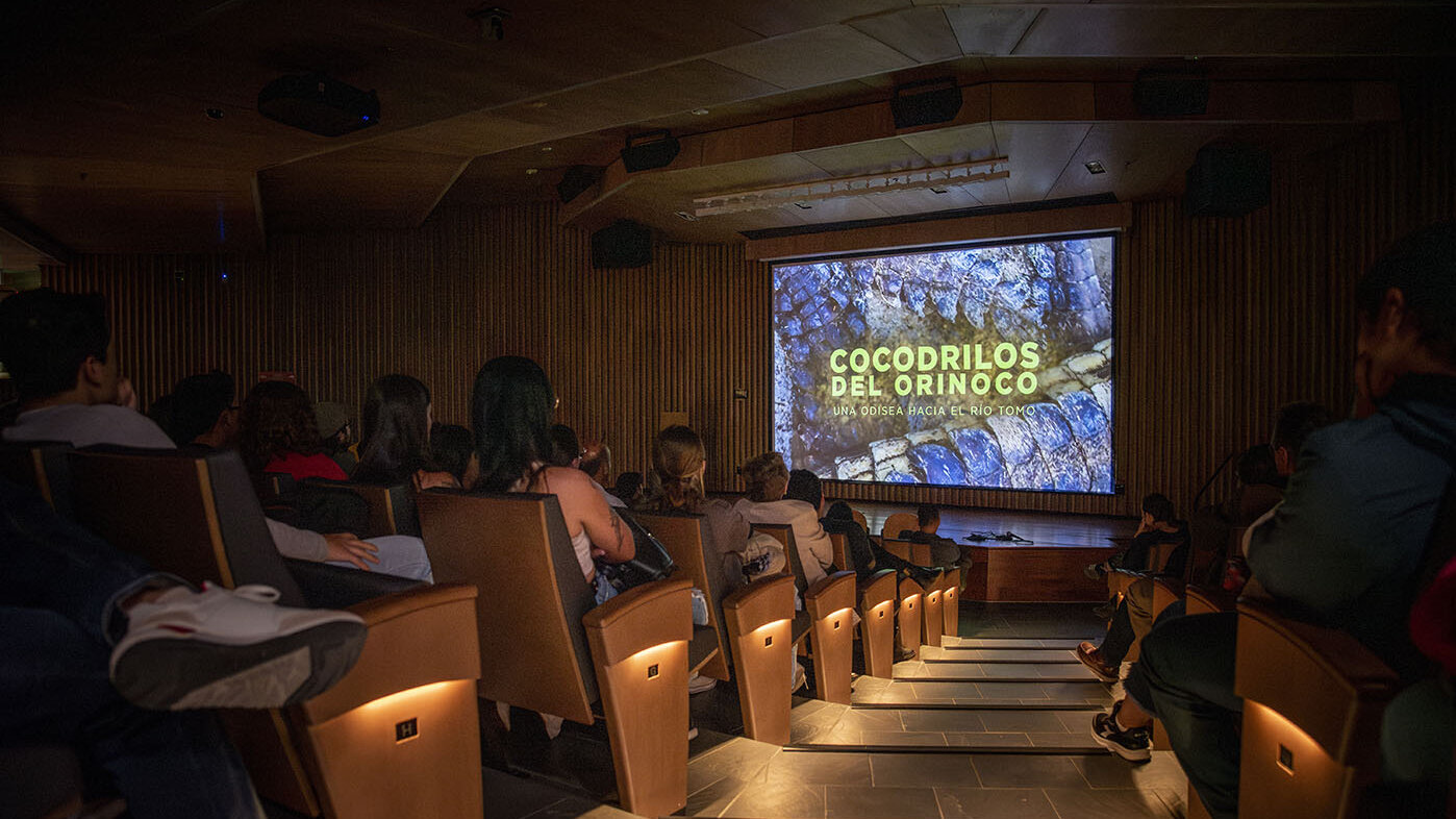 El documental Cocodrilo del Orinoco: una odisea hacia el río Tomo es el producto de 10 años de lucha por preservar esta especie. Foto: Jeimi Villamizar, Unimedios.