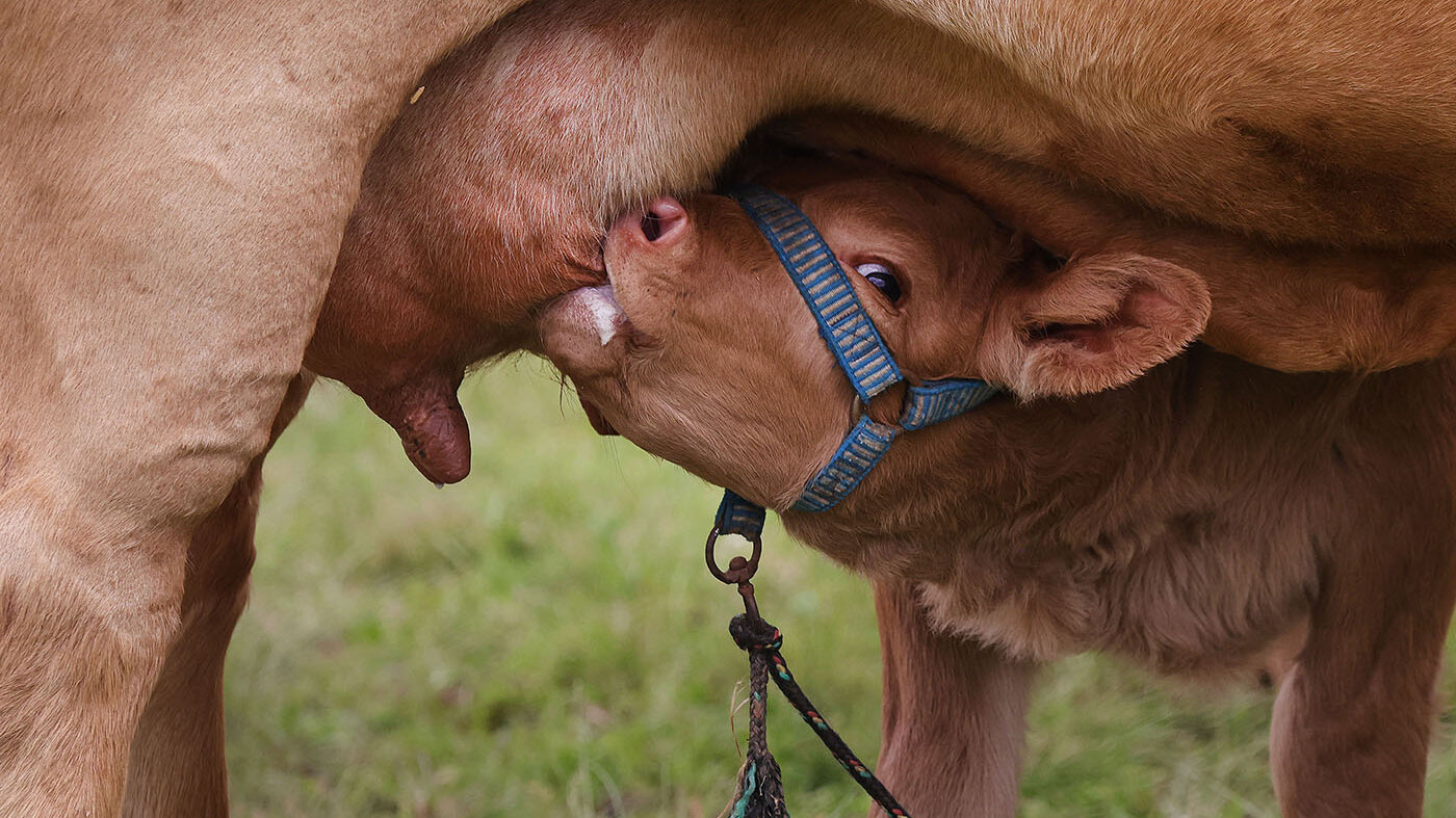 La investigación muestra que un peso de entre 300 y 500 kilos garantiza una óptima reproducción de las vacas. Foto. Silvio Ávila – AFP.