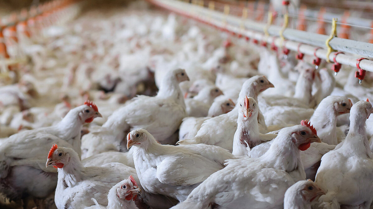 El alojamiento para las aves, el manejo de estiércol y las condiciones climáticas y de operación inciden en las emisiones de amoniaco. Fotos: Unimedios. 