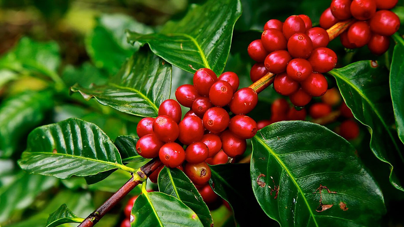 El café es uno de los productos más importantes de la economía colombiana. Foto: archivo Unimedios.