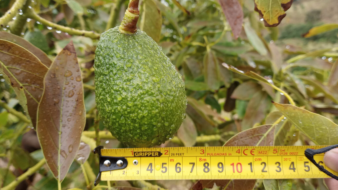 Colombia podría perder una gran producción de aguacate Hass si no toma medidas contra el cambio climático. Fotos: Diego Fernando Sánchez Vivas, magíster en Geomática de la UNAL.