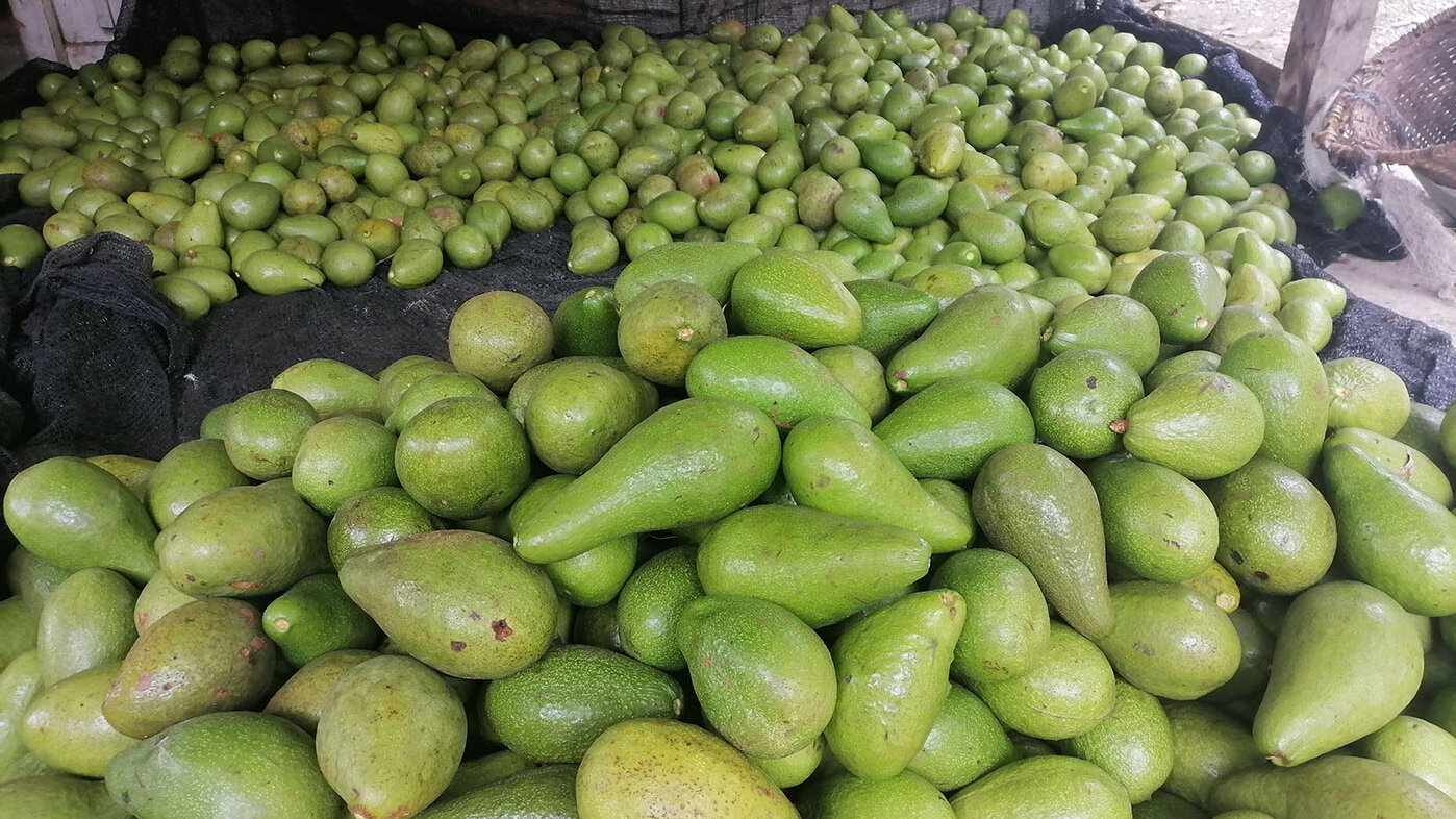 En el estudio se obtuvieron las tres mejores variedades genéticas de aguacate resistentes a la enfermedad de la tristeza. Fotos: Yeison David López, investigador.