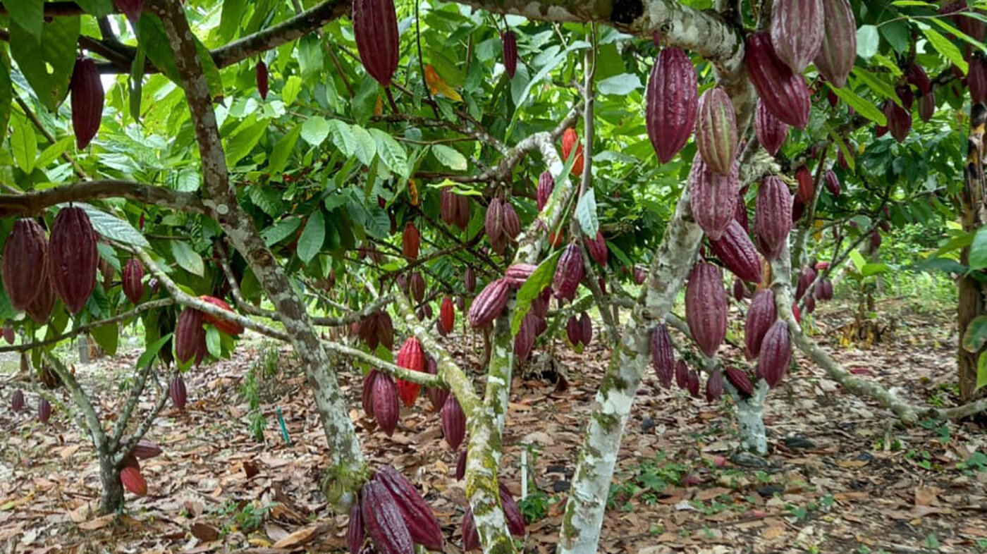 Un árbol de cacao produce después del año. Fotos: Gineth de la Cruz, ingeniera agrónoma de la UNAL Sede Palmira. 