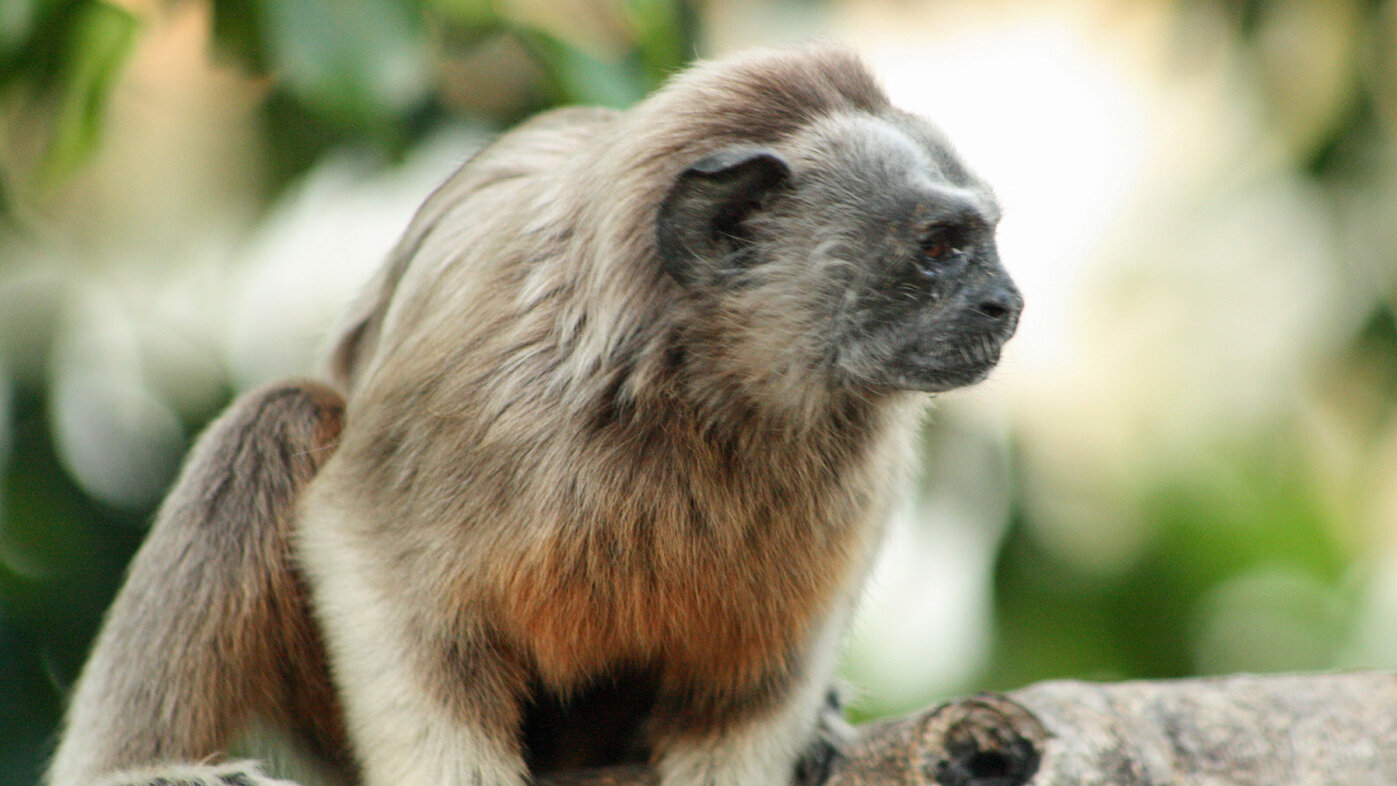 Tití gris, especie de primate pequeño nativo de Colombia. Fotos: Néstor Javier Roncancio, doctor en Ciencias Agrarias, UNAL Sede Palmira.