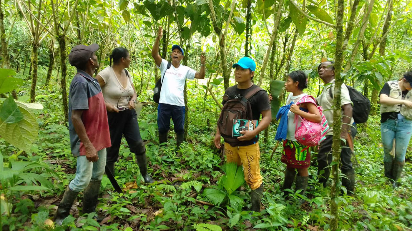 Intercambio de conocimientos de vainillas indígenas y afros en Bahía Solano (Chocó). Foto: SWISSAID.