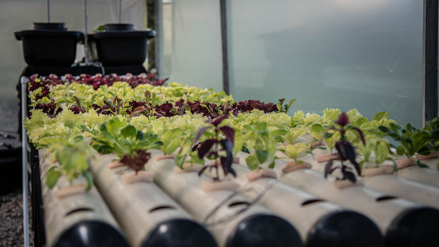 La acuaponía es una forma emocionante y sostenible de cultivar alimentos que combina la acuicultura y la hidroponía para maximizar la eficiencia de los recursos. Fotos: Nicol Torres, Unimedios.