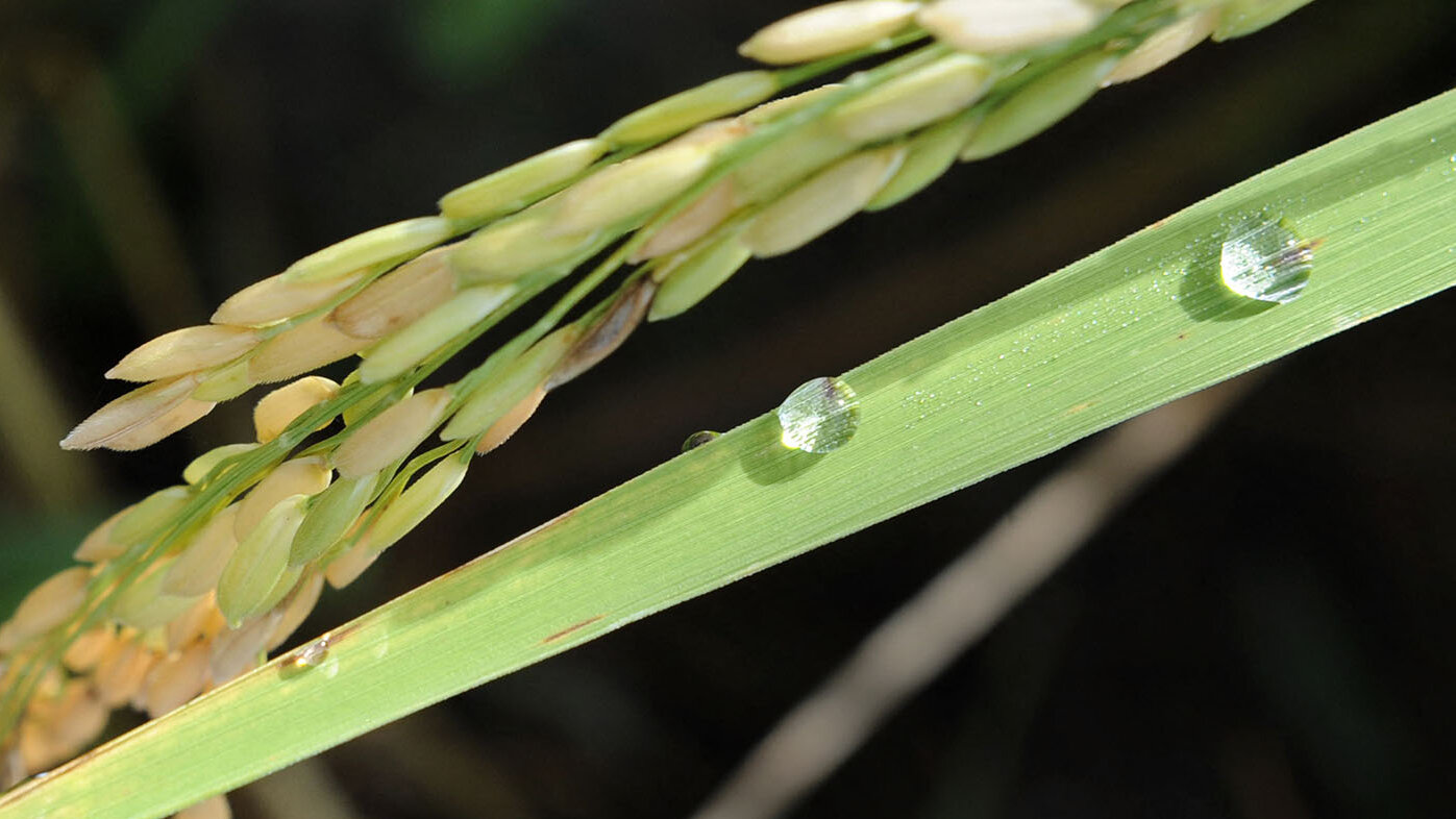 Ahora sería más sencillo determinar cuando hay enfermedades como la piricularia en los cultivos de arroz. Foto: ROMEO GACAD  AFP FILES  AFP.