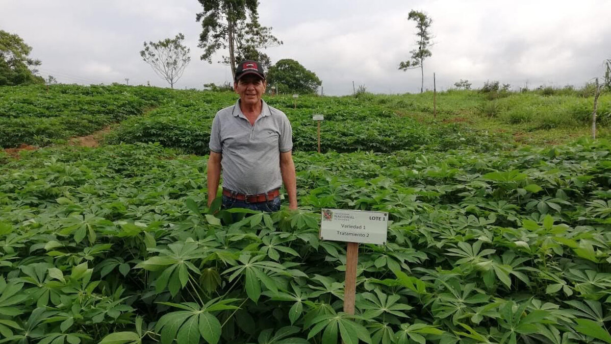 Al usar 125 % de fertilización química se obtuvieron 42,95 toneladas por hectárea de forraje de yuca en 9 meses. Fotos Jessica Gil Montoya