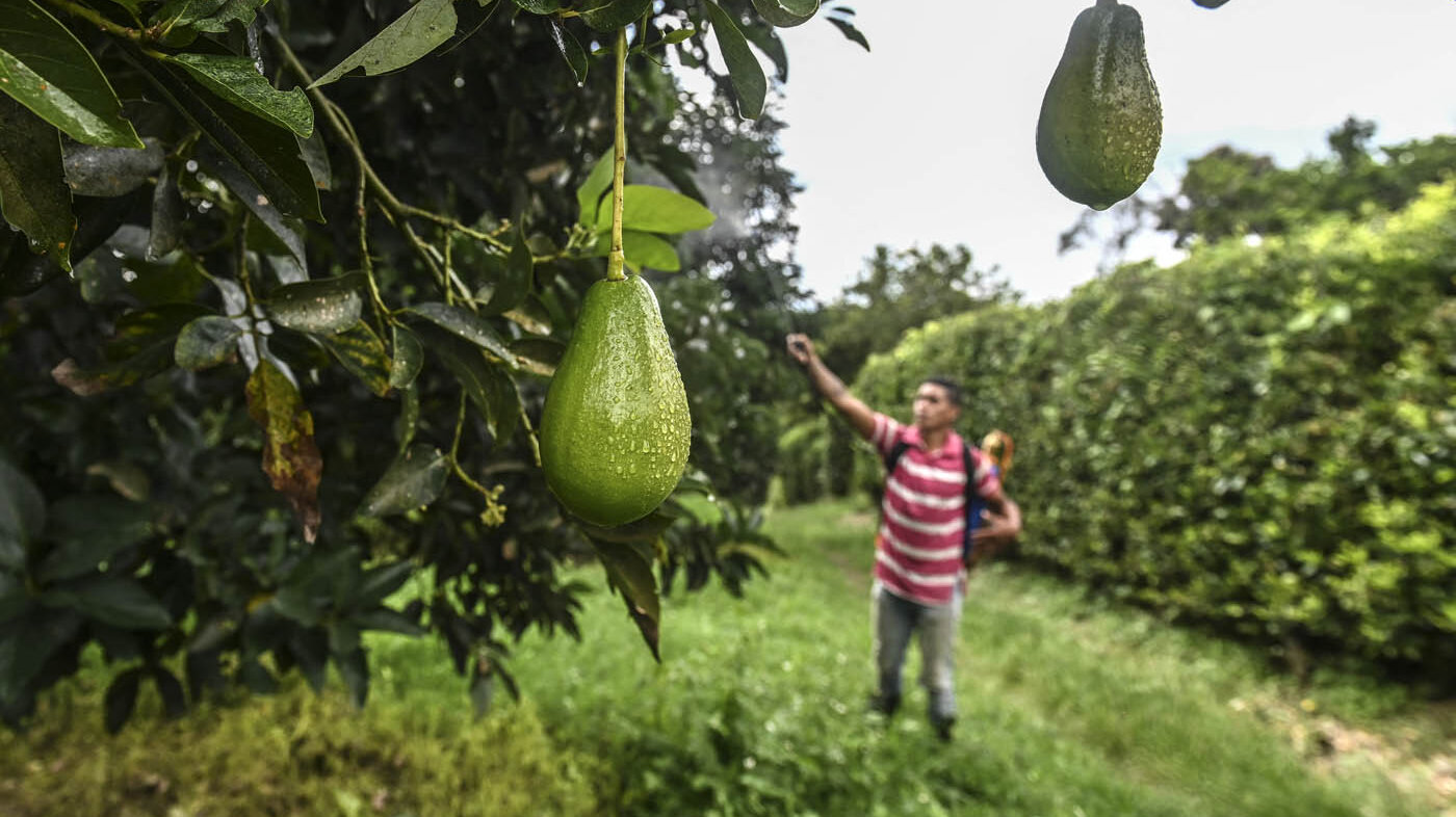 Con 544.933 toneladas al año, Colombia es el tercer productor de aguacate Hass, después de República Dominicana y México. JOAQUIN SARMIENTO / AFP