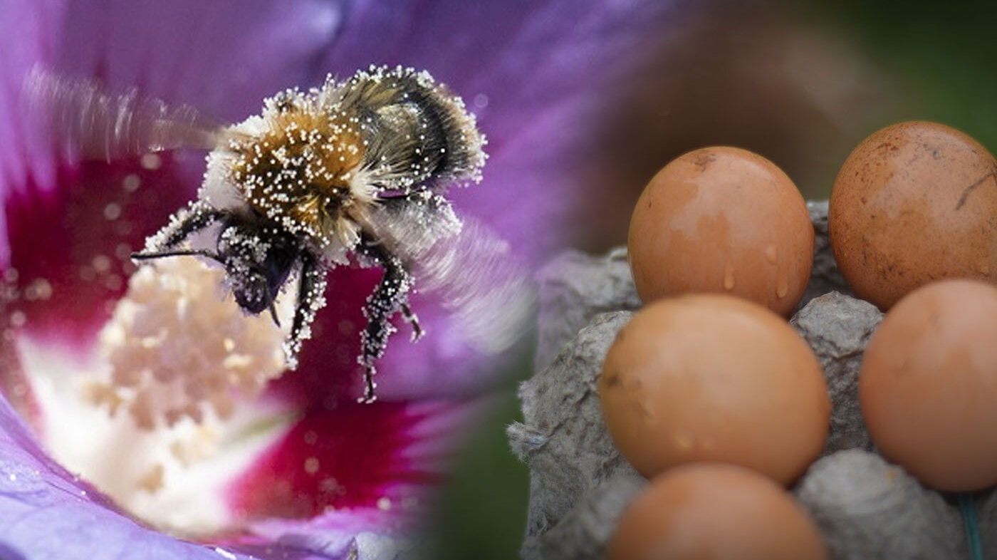 El polen de las abejas tiene compuestos que servirían como adición a la dieta de las gallinas para que tengan huevos más saludables. Foto: Agronet / Archivo Unimedios