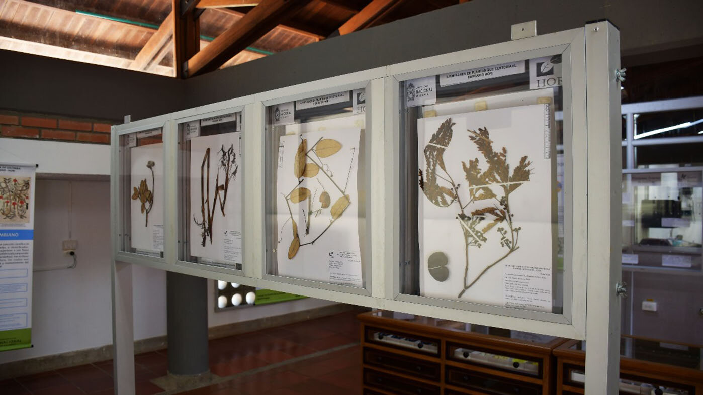 Como parte del estudio se pudo colectar y determinar 254 nuevas especies para la Colección Entomológica de la Orinoquia, de la UNAL Sede Orinoquia. Foto: UNAL Sede Orinoquia.